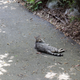 KITTY! ...oh, uh, sorry, distracted. Moving on....